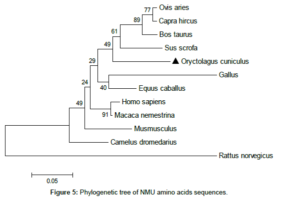 veterinary-science-medical-Phylogenetic-tree