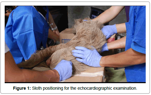 veterinary-science-medical-Sloth-positioning