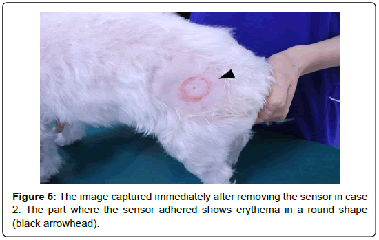 veterinary-science-medical-diagnosis-adhered-erythema