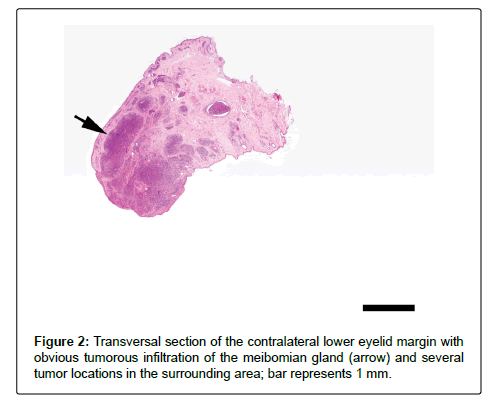 veterinary-science-medical-diagnosis-contralateral