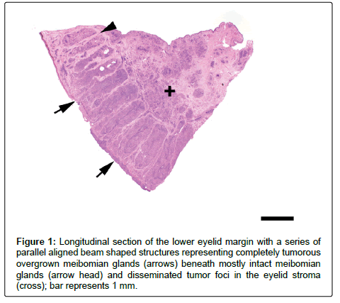 veterinary-science-medical-diagnosis-eyelid