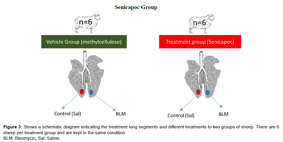 veterinary-science-medical-diagnosis-lung-sheep