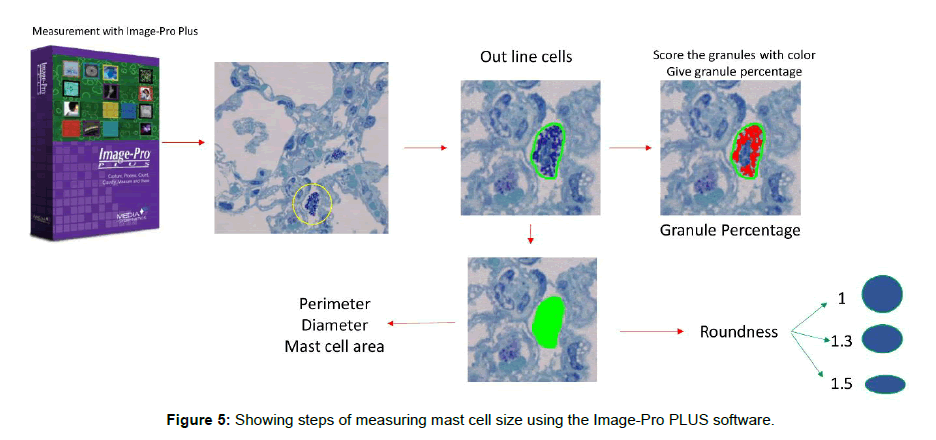 veterinary-science-medical-diagnosis-mast-cell-size