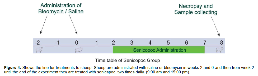 veterinary-science-medical-diagnosis-saline-bleomycin