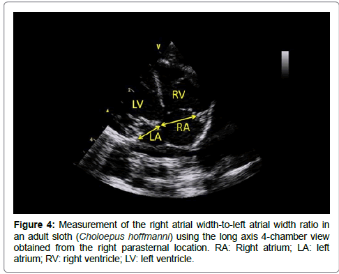 veterinary-science-medical-right-atrial