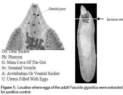 veterinary-science-positive-control