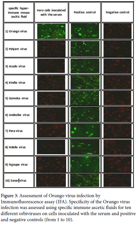 virology-antiviral-research-Orungo-virus