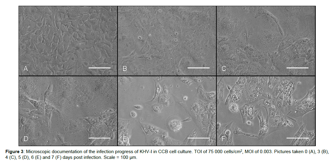 virology-antiviral-research-infection-progress