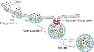 Topological Defect Driven Membrane Fission