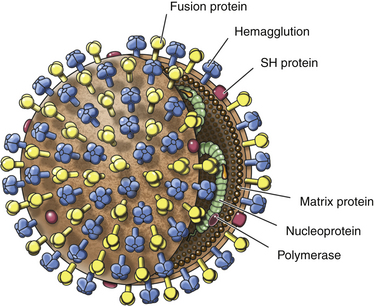 Rescue of Recombinant Canine Distemper Virus