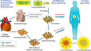 Advancing Biomaterials of Human Origin for Tissue Engineering