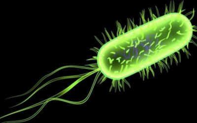 Role of Escherichia coli Pili Adhesion Molecule to Inhibit Escherichia coli Adhesion to Human Spermatozoa In vitro