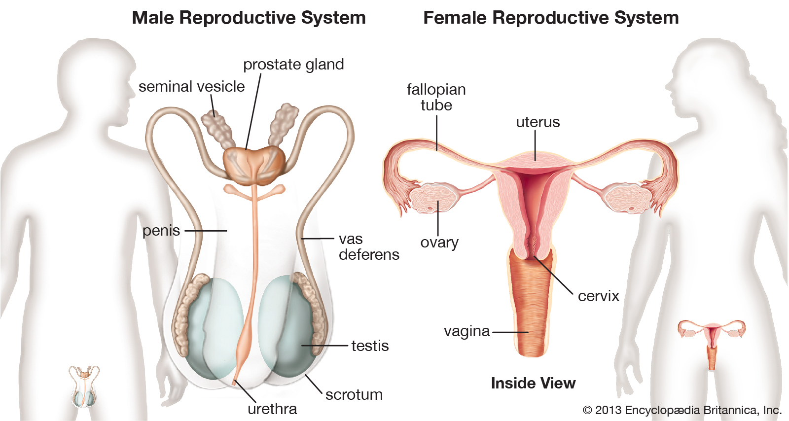 Testing and Deciphering Proportions of Ovarian Save: A Council Assessment