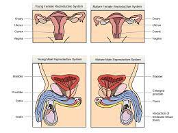 Central Adenomyosis is related with Essential Barrenness