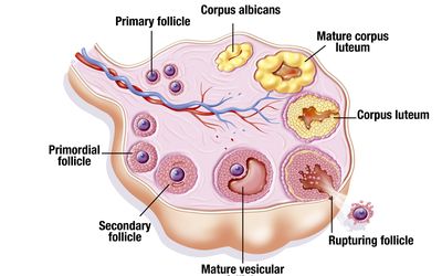 PCOS from Conception to Menopause: A Review of Our Current Understanding