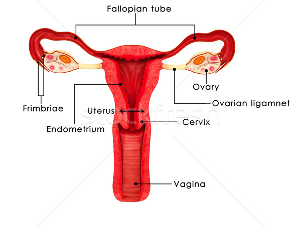 Study on the Change in Function of the Preserved Ovaries following Hysterectomy by Abdominal Versus Vaginal Route