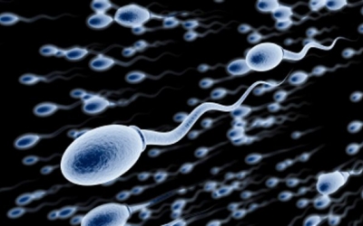 Microfluidic Device Increases Sperm Concentration by Optimization of Chamber Structure