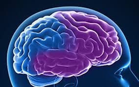 Cortical Dendritic Changes in Mouse Models of Frontotemporal Dementia