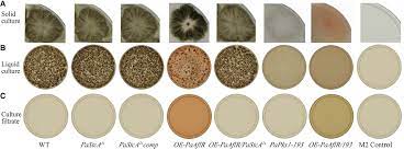 The Undifferentiated Frame of A  Normal Filamentous Fungus