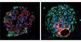 Tissue Turnover Requires Activation and Lineage Commitment of Tissue-Resident Stem Cells