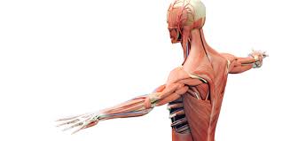 Physiologic changes of the musculoskeletal system with aging
