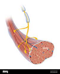 Age Associated Alterations of the Neuromuscular Junction