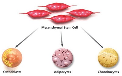 Age Dependent Changes of Biological Properties in the Multipotent Mesenchymal Stromal Bone Marrow Cells in FVB Mice