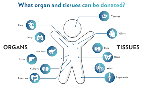 Organ Donation A Proposal for Change and General Opinion