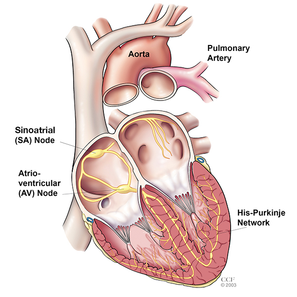 Cardiovascular Death after Renal Transplantation: Role of Pretransplant Risk Factors