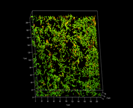 Evaluation of In Vitro Biofilm Formation on Titanium Nitride Specimens