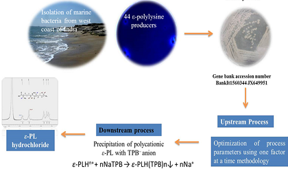 Distribution of Antimicrobial Îµ-polylysine Producing Marine Microbe in Sea Water along West Coast of India