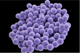 Microorganism Micrococcus species Effective Tool for Production of Biopolymer Estimated with Carbohydrate and Proteins Analysis