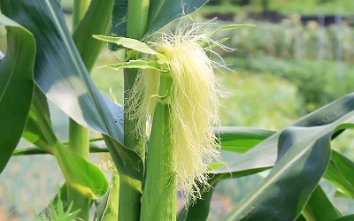 Does polyphenolic-rich fraction of cornsilk (stigma maydis) exhibits anti-hypergkycaemic properites in streptozptocin-induced diabetic rats?