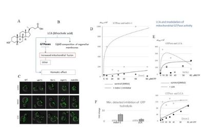 Yeast-Longevity Surrogates Obtained in Response to Steroid Lithocholic Acid