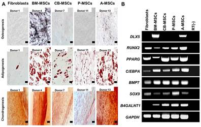 Human Adipose Tissue-Derived Stem Cells Differentiate to Neuronal-like Lineage Cells without Specific Induction