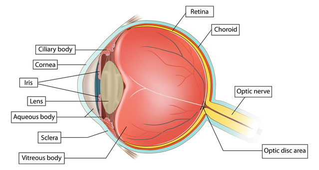 Modification of Carbohydrate Determinants of the Eyeball Structural Components on the Background of Experimental Hyperthyroidism According to the Lectin Histochemistry Data