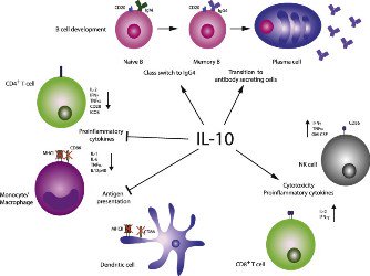 Optimization of In vitro Culture Conditions of Interleukin-10 Secreting B Regulatory Cells of Human Origin