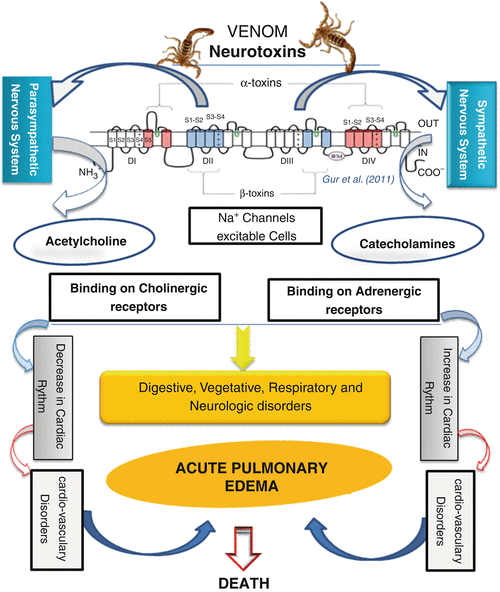 Scorpion Kaliotoxin Reverses Hyperkalemia, High Serum [K+ ], in Skeletal Muscle