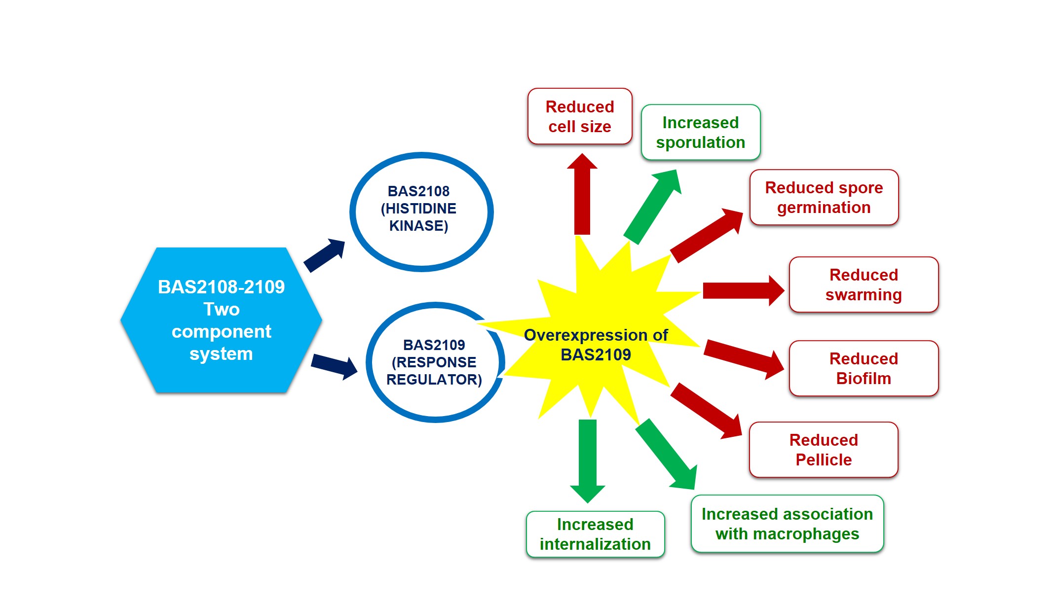 Effect of Bas2108-2109 Two Component System on Multicellular Behavior of Bacillus anthracis