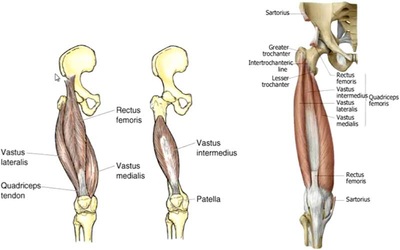 The Human Skeletal System and Spaceflight Analogs