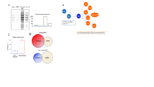 Dissecting the effects of white willow Salix alba and salicin on yeast longevity