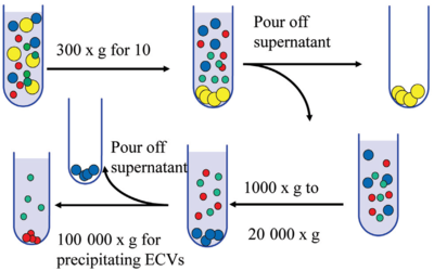 Isolation and Characterization of Stem Cells Sub Population within the Human Fetal Liver