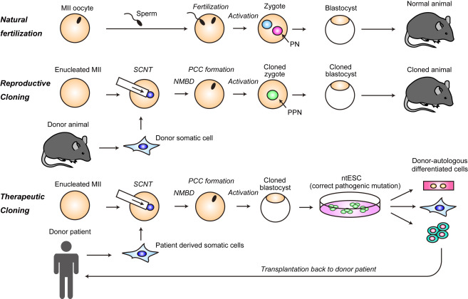 Recent Advancements in Cloning by Somatic Cell Nuclear Transfer