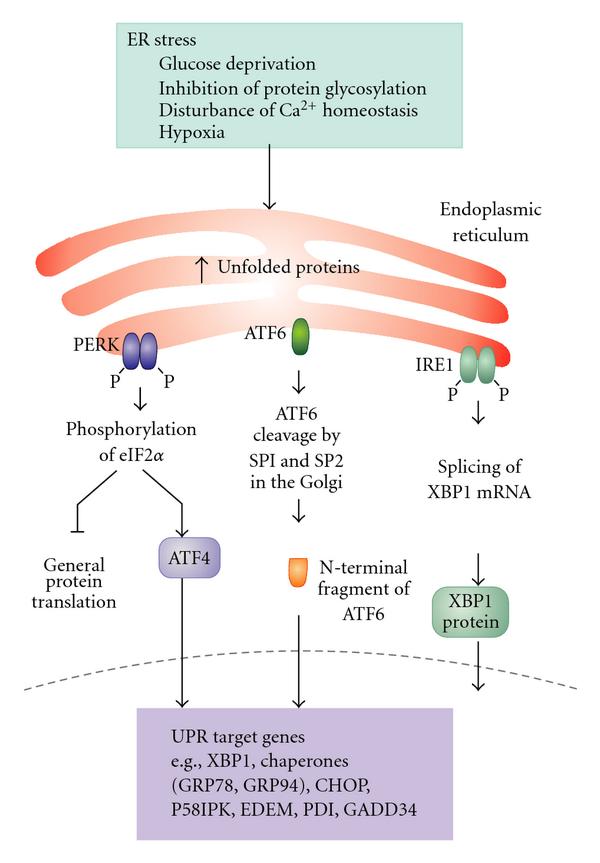 Cellular Stress Responses: Cell Survival and Cell Death
