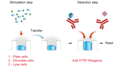 The Problems with the Cells Based Assays