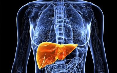 Protection against Carbon Tetrachloride-Induced Liver Damage by Citric Acid