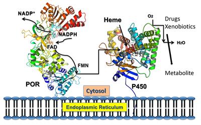 Roles of Mitochondrial DNA Changes on Cancer Initiation and Progression