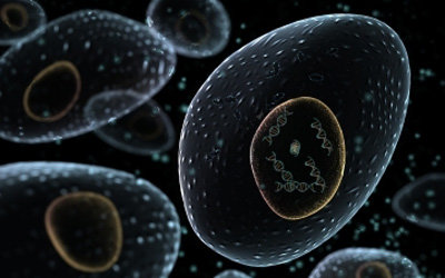 Proliferative Activity and Changes in the Relative Proportion of TI and TII Populations in Cultured Primary Epithelial Cells, Isolated from Mouse Lung