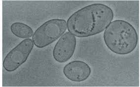 A Modular Network Regulates Longevity of Chronologically Aging Yeast