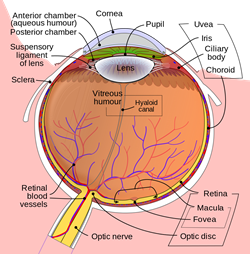 Glycoconjugates of the Rat Eyeball Structural Components under Experimental Hypothyroidism according to Lectin Histochemistry Studies